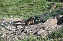 VBS_1 -  Plateau du Mont-Cenise, Grand Croix, Marmotte_-_0079 mt
